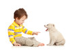 Photo: little kid training puppy on white background little kid training puppy on white background