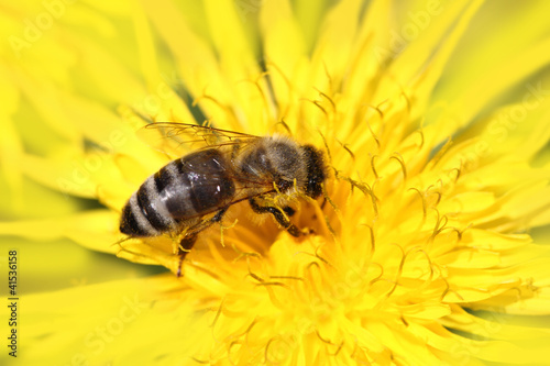 Photo: Honeybee on yellow flower Honeybee on yellow flower