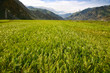 Highland barley