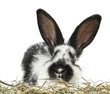 little young rabbit little young rabbit