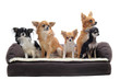 chihuahuas sur canapé