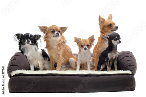Photo: chihuahuas sur canapé chihuahuas sur canapé