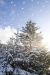 winter snow falling over pine trees