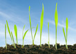 Photo: plants against a sky plants against a sky