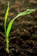 Photo: fresh young grass fresh young grass