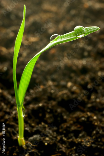 Photo: fresh young grass fresh young grass