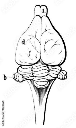 rabbit brain anatomy