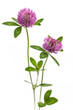 Rotklee (Trifolium pratense) stehend vor weißem Hintergrund