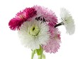 spring posy of white,red and pink daisies