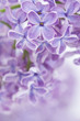 Blooming lilac flowers