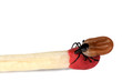 Holzbock auf Streichholz