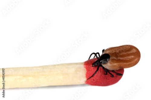 Foto: Holzbock auf Streichholz Holzbock auf Streichholz