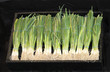 A Box With Bunches of Freshly Picked Spring Onions.