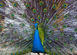 Pavão