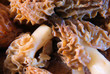 morilles