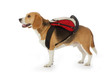 chien Beagle avec cartable chien Beagle avec cartable