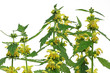 Taubnesseln (Lamium)