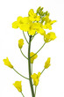 rapsblüte