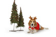 chien beagle en père noël chien beagle en père noël