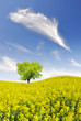 spring tree in the rapeseed field