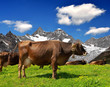 Cow on the meadow