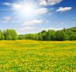 Spring landscape in the national park Sumava - Czech Republic