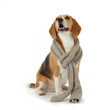 chien beagle avec écharpe chien beagle avec écharpe