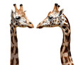 two Giraffes isolated