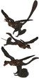 Microraptor