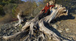 Baumwurzel im Kellerwald