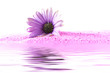 Kapkörbchenblüte