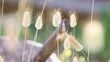 Pennisetum alopecuroides
