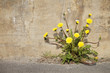 Urban Dandelions