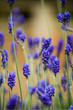 lavender flowers