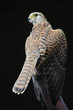 Turmfalke 2