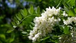 Flowers of a white acacia swaying on a wind. Flowers of a white acacia swaying on a wind.