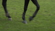 Video: horse race jump close up 01 horse race jump close up 01