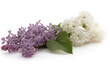 Lilas
