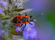 Pyrrhocoris apterus, Firebug