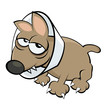 hund krank