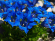 gentian