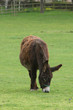 donkey