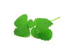 Melissa Officinalis - Lemon Balm Melissa Officinalis - Lemon Balm