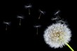 Dandelion flower and flying seeds on a black background