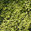 Fresh spring leaves, backlight Fresh spring leaves, backlight