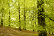 Forest in spring, beech tree Forest in spring, beech tree