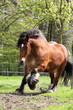 Dickes Kaltblut
