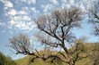 Encina seca sobre paisaje serrano, Horcajo, Hurdes, España