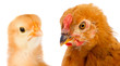 Yellow little chicken and a brown hen