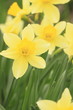 Yellow  flowers narcissus
